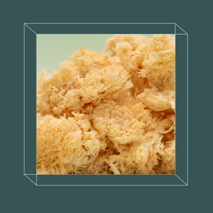 A zoomed up image of fresh New Zealand Lion's Mane (Pekepeke-Kiore). The one, and only ingredient of Mynd's NZ Lion's Mane mushroom extract.