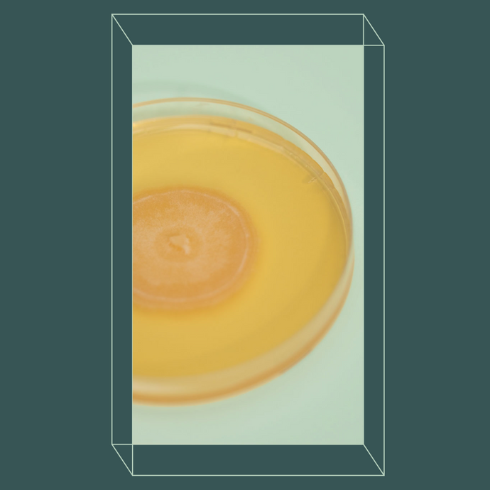 A petri dish of NZ Lion's Mane (Pekepeke-Kiore) mushroom culture. All of Mynd's mushrooms are cultivated and grown in Raglan, New Zealand. 