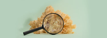 Fresh New Zealand Lion's Mane (Pekepeke-Kiore) pictured with a magnifying glass to show a detailed image of the mushroom