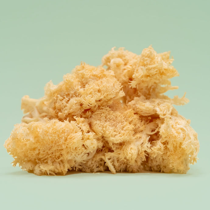 New Zealand grown, Fresh NZ Lion's Mane (Pekepeke-Kiore) 